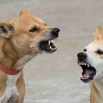 அரசு கலைக்கல்லூரி வளாகத்தில் சுற்றும் தெருநாய்களை கட்டுப்படுத்த குழு!