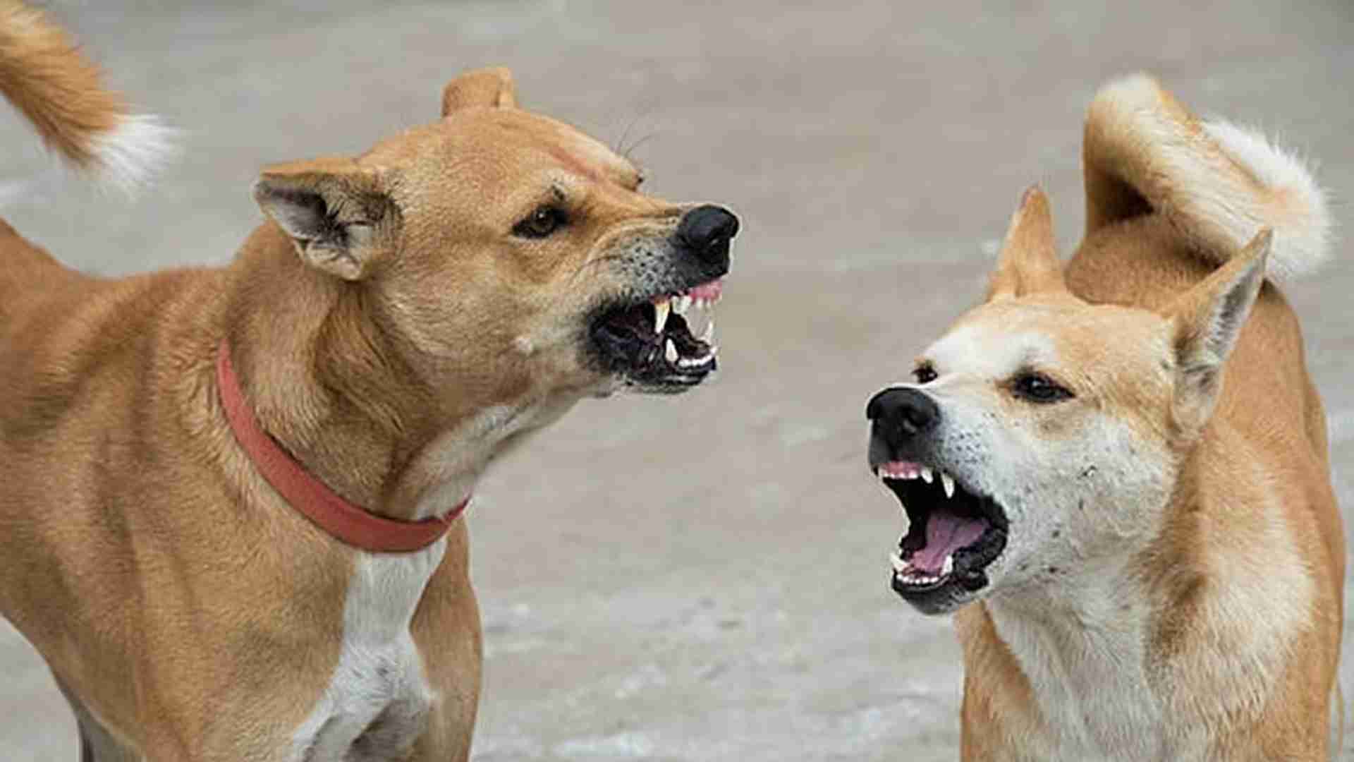 அரசு கலைக்கல்லூரி வளாகத்தில் சுற்றும் தெருநாய்களை கட்டுப்படுத்த குழு!