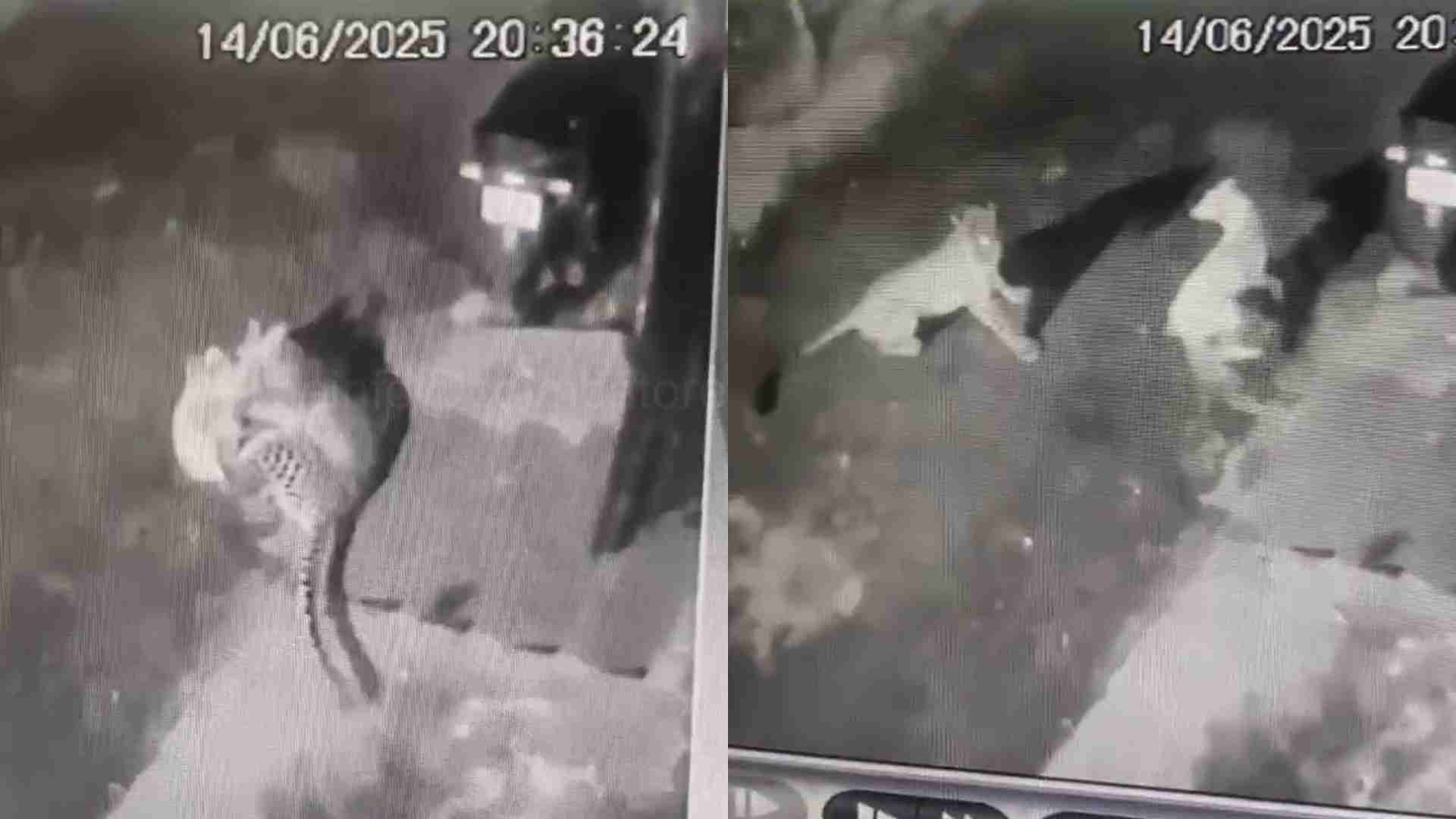 கோவையில் வளர்ப்பு நாயை வேட்டையாட முயன்ற சிறுத்தை..!
