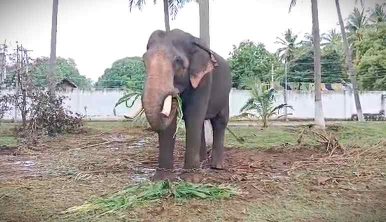 ஊருக்குள் உலா வரும் காட்டுயானையை பிடிக்க கும்கி வரவழைப்பு!
